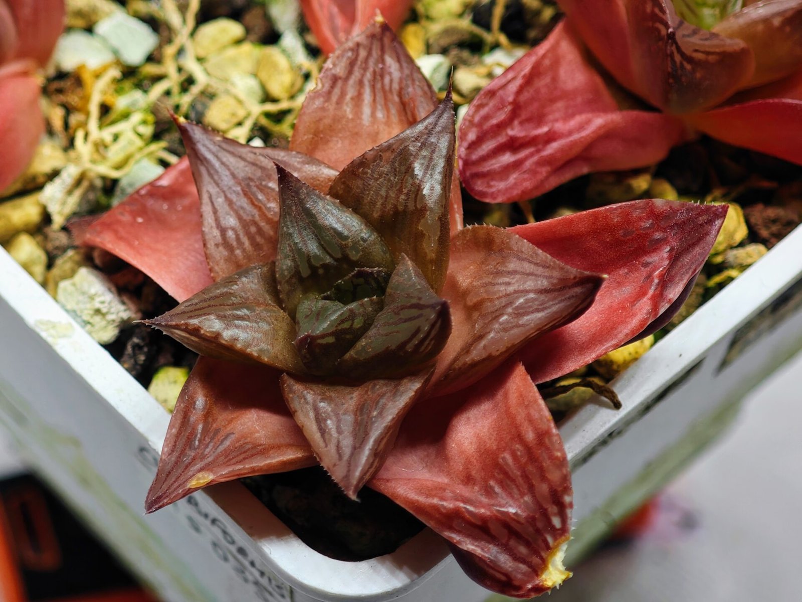Haworthia Seedling MS085 Thake Tore x Cymbiformis - 3