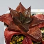 Haworthia Seedling MS085 Thake Tore x Cymbiformis - 6