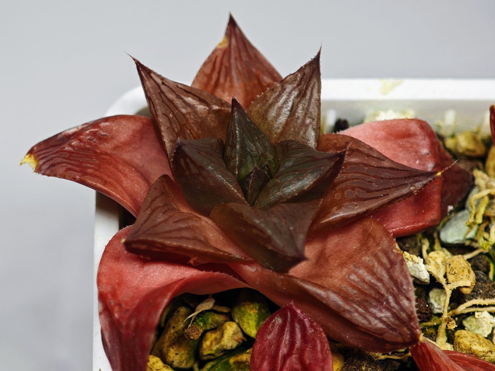 Haworthia Seedling MS085 Thake Tore x Cymbiformis - 6