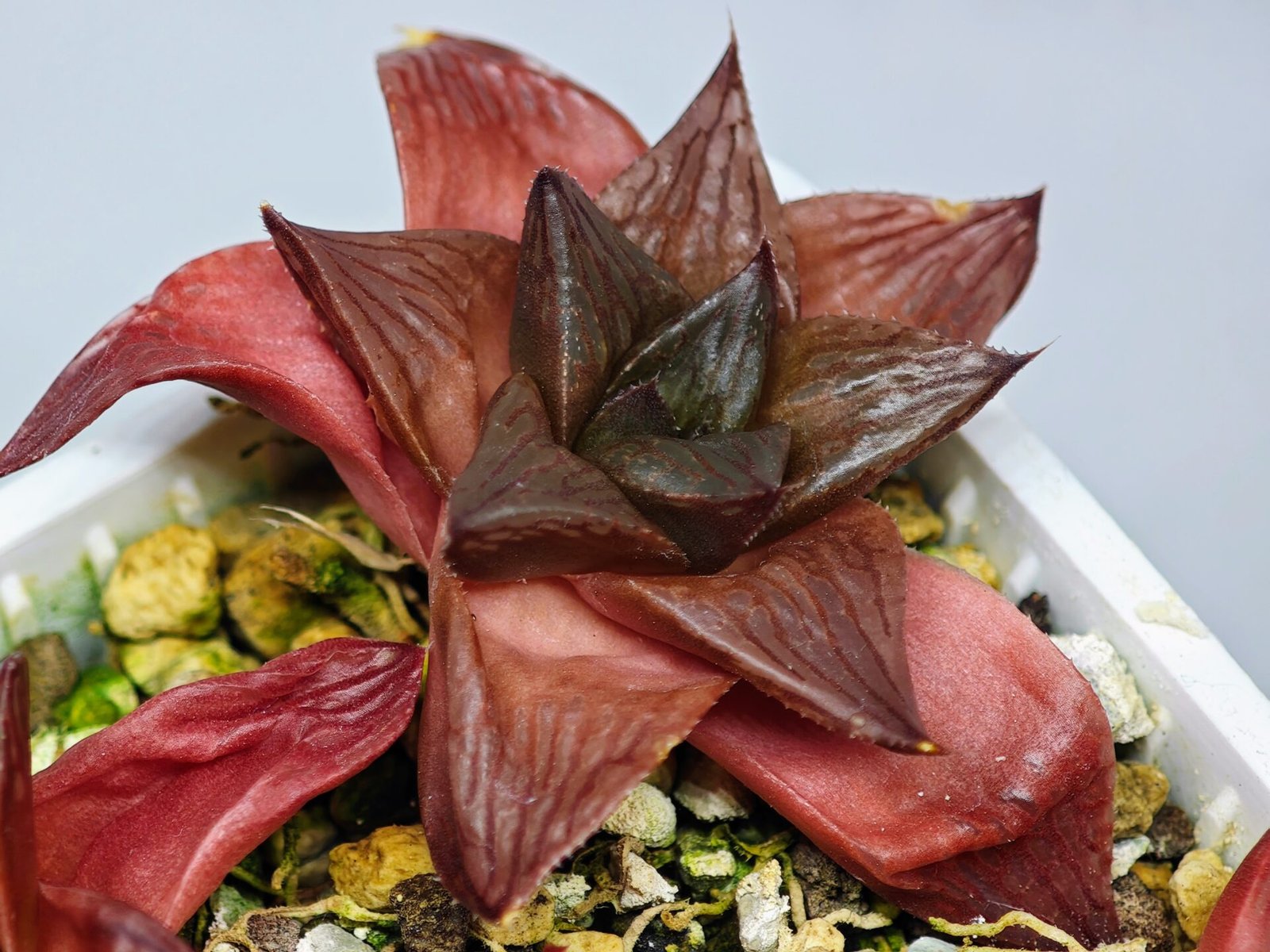 Haworthia Seedling MS085 Thake Tore x Cymbiformis - 7