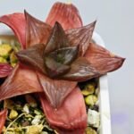 Haworthia Seedling MS085 Thake Tore x Cymbiformis - 8
