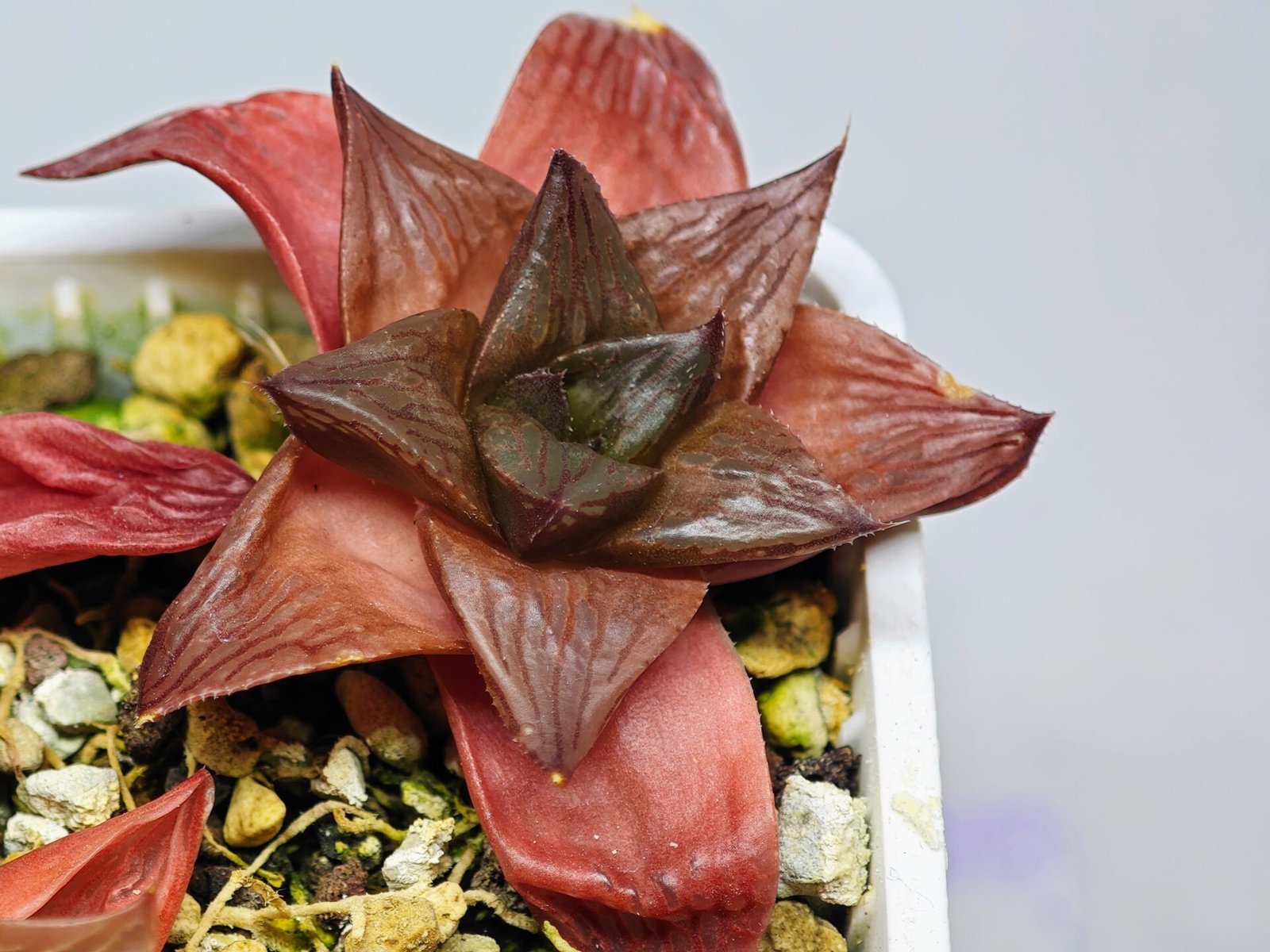 Haworthia Seedling MS085 Thake Tore x Cymbiformis - 8