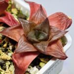 Haworthia Seedling MS085 Thake Tore x Cymbiformis - 9