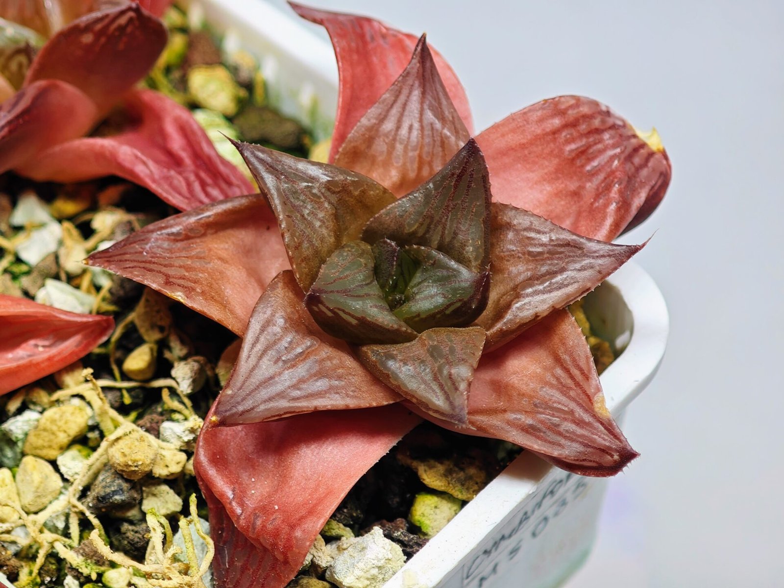 Haworthia Seedling MS085 Thake Tore x Cymbiformis - 9