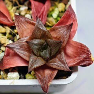 Haworthia Seedling MS085 Thake Tore x Cymbiformis - 10