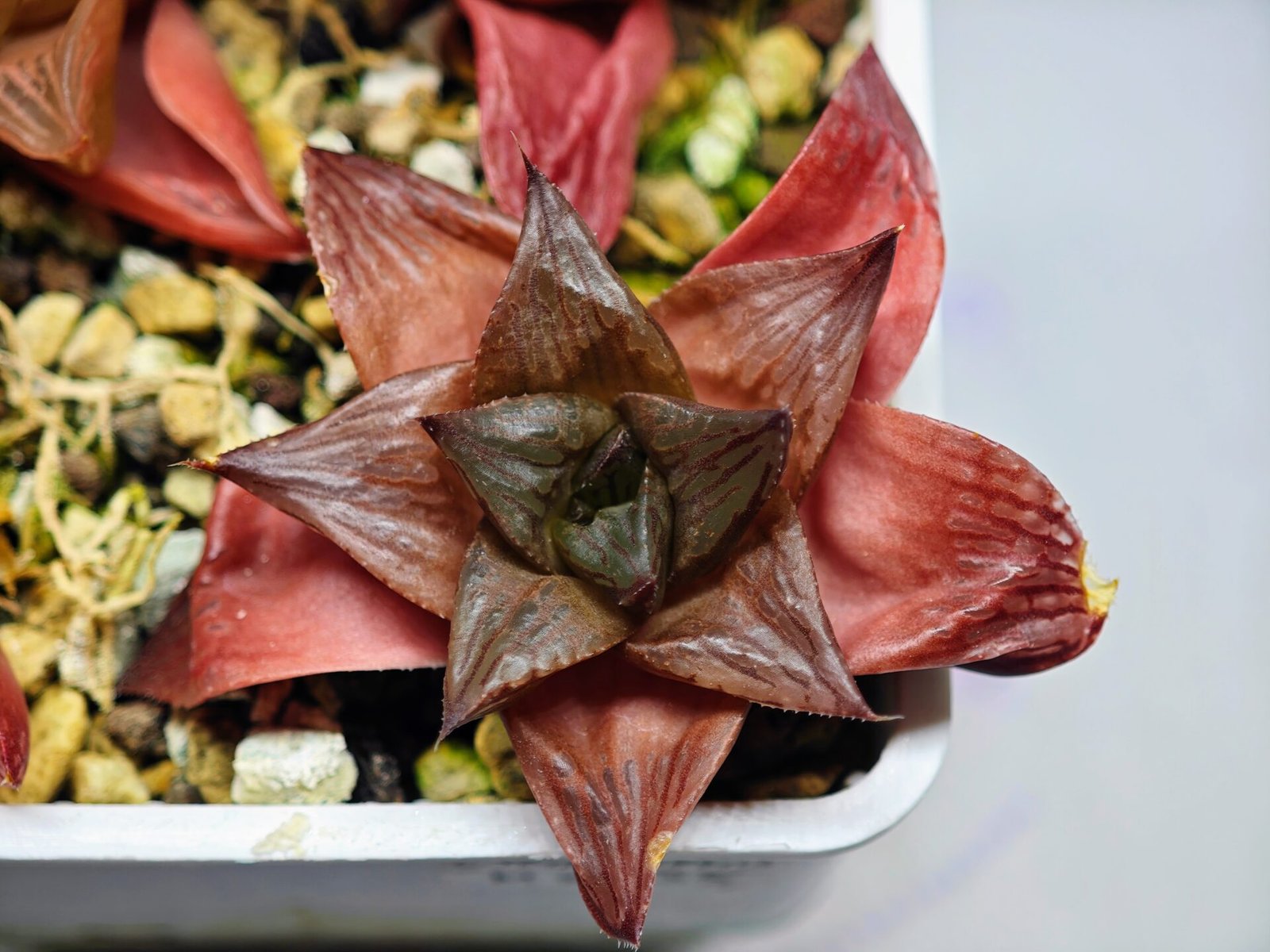 Haworthia Seedling MS085 Thake Tore x Cymbiformis - 10