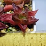 Haworthia Seedling MS086 Thake Tore x Cymbiformis - 1