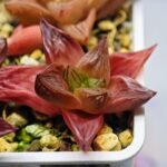 Haworthia Seedling MS086 Thake Tore x Cymbiformis - 2