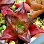 Haworthia Seedling MS086 Thake Tore x Cymbiformis - 3