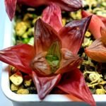 Haworthia Seedling MS086 Thake Tore x Cymbiformis - 4