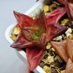 Haworthia Seedling MS086 Thake Tore x Cymbiformis - 5