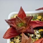 Haworthia Seedling MS086 Thake Tore x Cymbiformis - 6