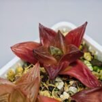 Haworthia Seedling MS086 Thake Tore x Cymbiformis - 7