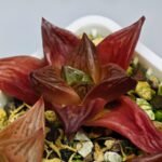 Haworthia Seedling MS086 Thake Tore x Cymbiformis - 8