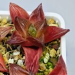 Haworthia Seedling MS086 Thake Tore x Cymbiformis - 9