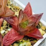 Haworthia Seedling MS086 Thake Tore x Cymbiformis - 10