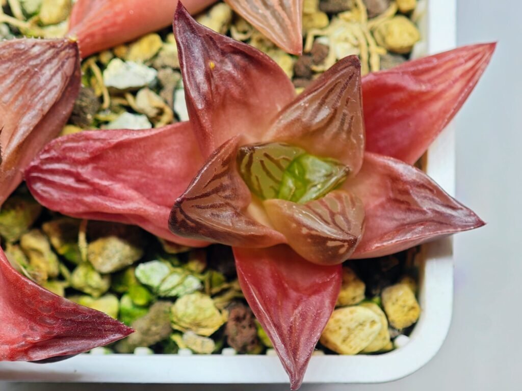 Haworthia Seedling MS086 Thake Tore x Cymbiformis - 11
