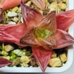 Haworthia Seedling MS086 Thake Tore x Cymbiformis - 11