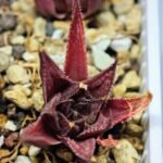 Haworthia Seedling MS090 Karasijoh x Vloki - 1