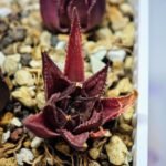 Haworthia Seedling MS090 Karasijoh x Vloki - 2