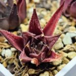 Haworthia Seedling MS090 Karasijoh x Vloki - 3