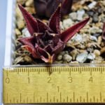 Haworthia Seedling MS090 Karasijoh x Vloki - 4