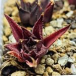 Haworthia Seedling MS090 Karasijoh x Vloki - 5