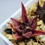 Haworthia Seedling MS090 Karasijoh x Vloki - 6