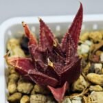 Haworthia Seedling MS090 Karasijoh x Vloki - 7