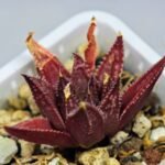 Haworthia Seedling MS090 Karasijoh x Vloki - 8