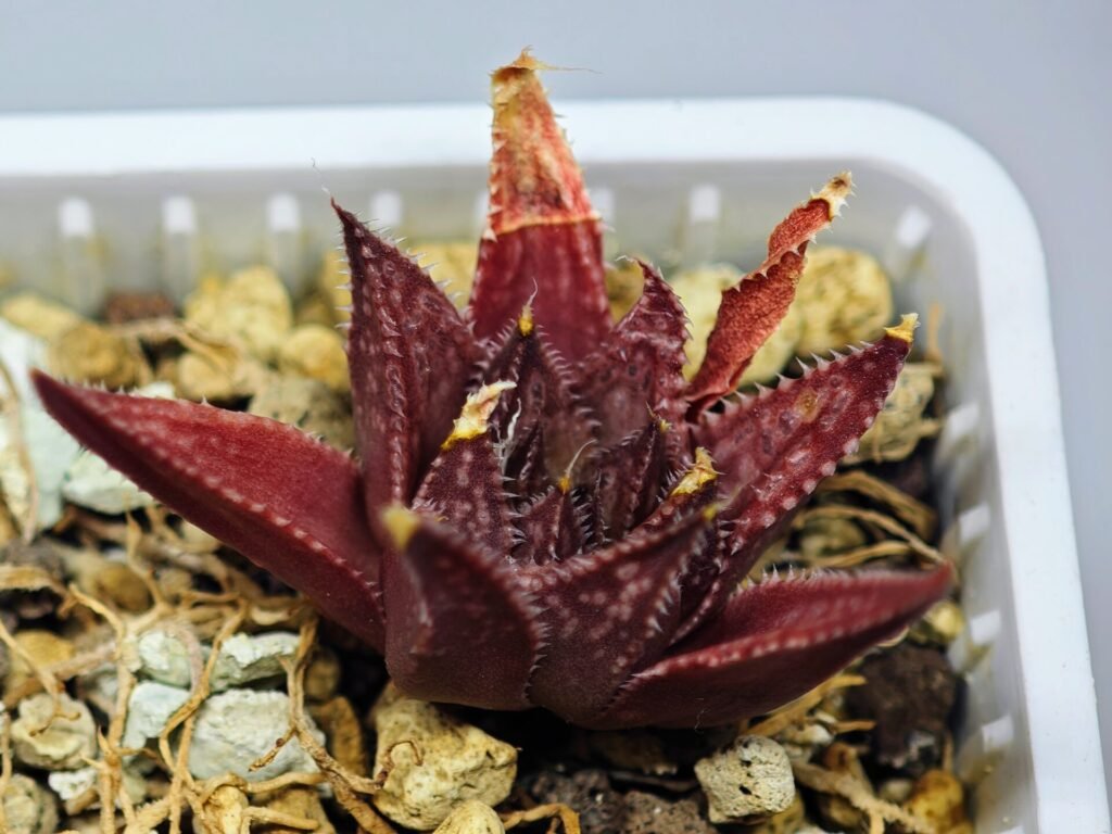 Haworthia Seedling MS090 Karasijoh x Vloki - 9