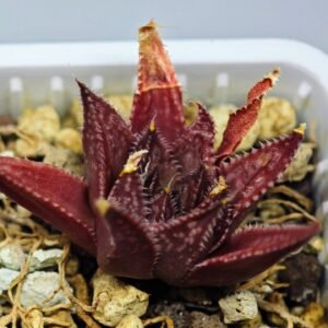 Haworthia Seedling MS090 Karasijoh x Vloki - 9