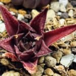 Haworthia Seedling MS090 Karasijoh x Vloki - 10