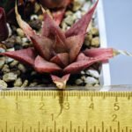 Haworthia Seedling MS092 Karasijoh x Vloki - 11