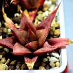 Haworthia Seedling MS092 Karasijoh x Vloki - 12