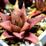 Haworthia Seedling MS092 Karasijoh x Vloki - 13
