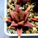 Haworthia Seedling MS092 Karasijoh x Vloki - 14