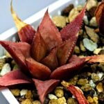 Haworthia Seedling MS092 Karasijoh x Vloki - 15