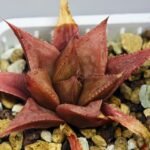Haworthia Seedling MS092 Karasijoh x Vloki - 16