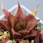 Haworthia Seedling MS092 Karasijoh x Vloki - 17