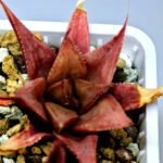 Haworthia Seedling MS092 Karasijoh x Vloki - 18