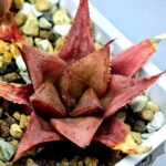 Haworthia Seedling MS092 Karasijoh x Vloki - 19