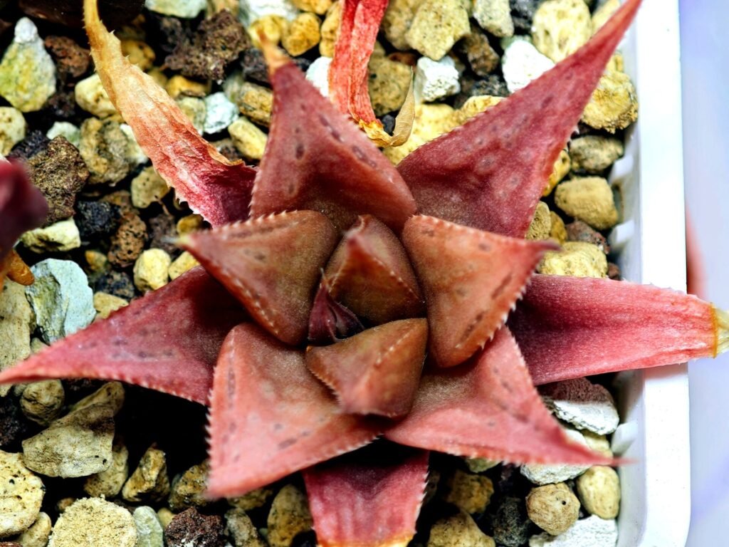 Haworthia Seedling MS092 Karasijoh x Vloki - 20