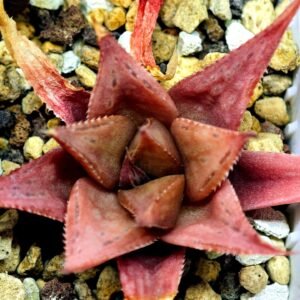 Haworthia Seedling MS092 Karasijoh x Vloki - 20