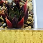 Haworthia Seedling MS094 Karasijoh x Vloki - 10