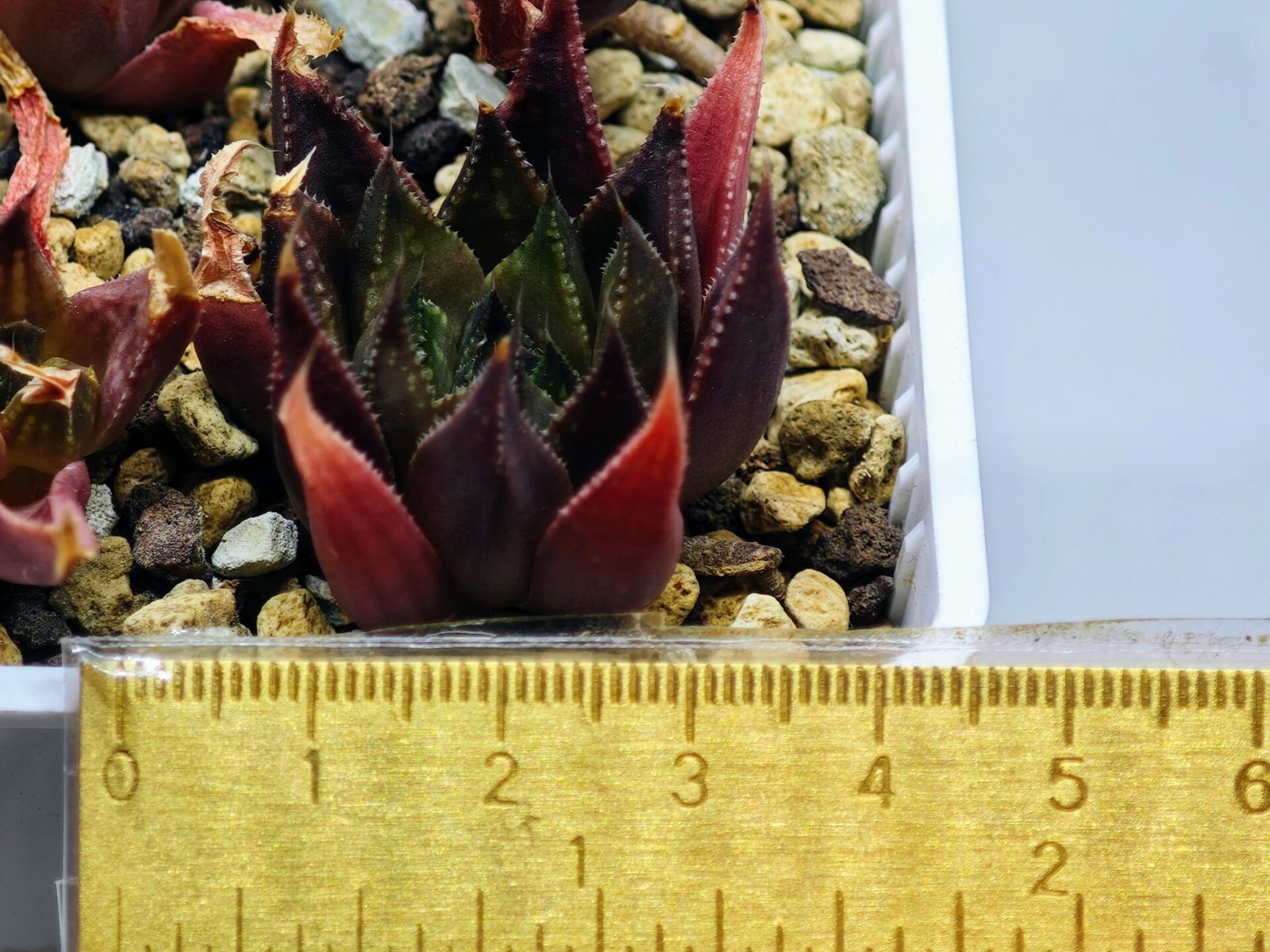 Haworthia Seedling MS094 Karasijoh x Vloki - 10