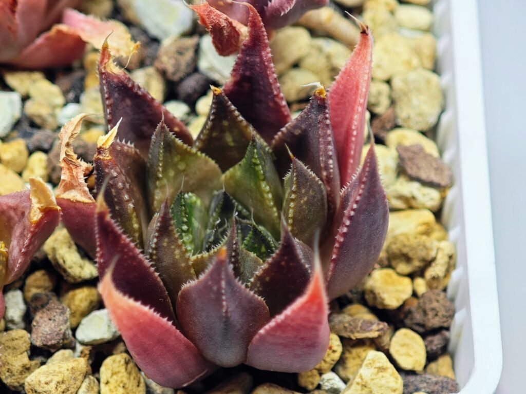 Haworthia Seedling MS094 Karasijoh x Vloki - 11
