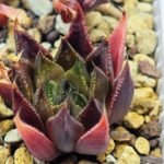 Haworthia Seedling MS094 Karasijoh x Vloki - 11