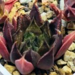 Haworthia Seedling MS094 Karasijoh x Vloki - 12