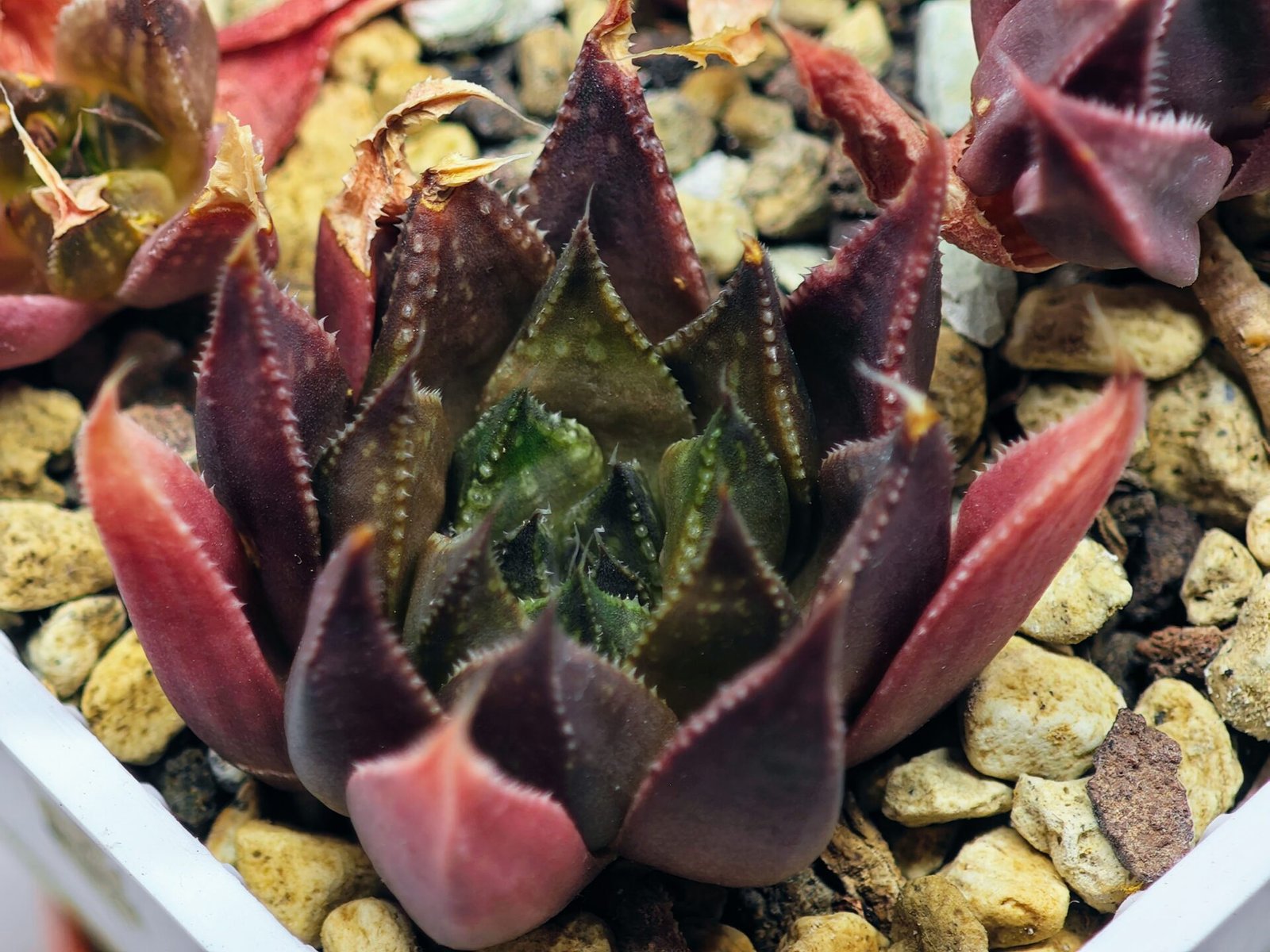 Haworthia Seedling MS094 Karasijoh x Vloki - 12